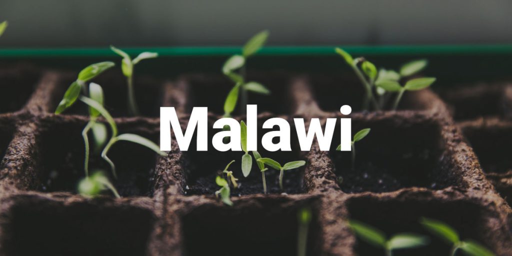 Malawi Seed production